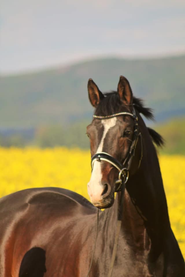 Shavalou und Johanna - Rapsblte in Hmelschenburg - Foto: Pauline Rohlfing - Trakehner Gestt Hmelschenburg