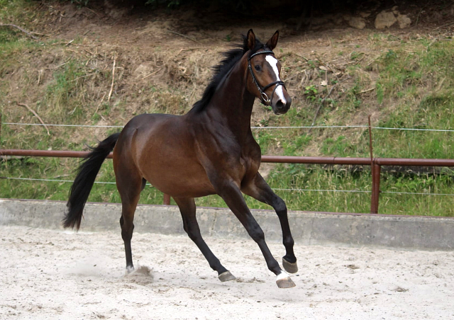 Dreijhiger Trakehner Wallach von High Motion u.d. Pr.u.StPrSt. Tavolara v. Exclusiv - Foto Pauline Rolfing - Gestt Hmelschenburg