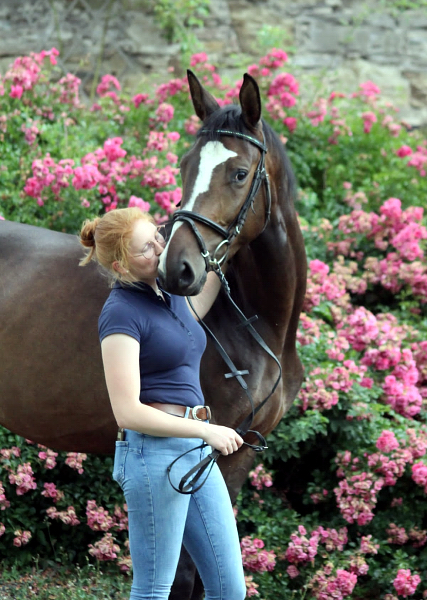 Dreijhiger Trakehner Wallach von High Motion u.d. Pr.u.StPrSt. Tavolara v. Exclusiv - Foto Pauline Rolfing - Gestt Hmelschenburg