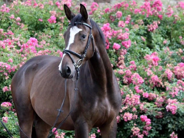 Dreijhiger Trakehner Wallach von High Motion u.d. Pr.u.StPrSt. Tavolara v. Exclusiv - Foto Pauline Rolfing - Gestt Hmelschenburg