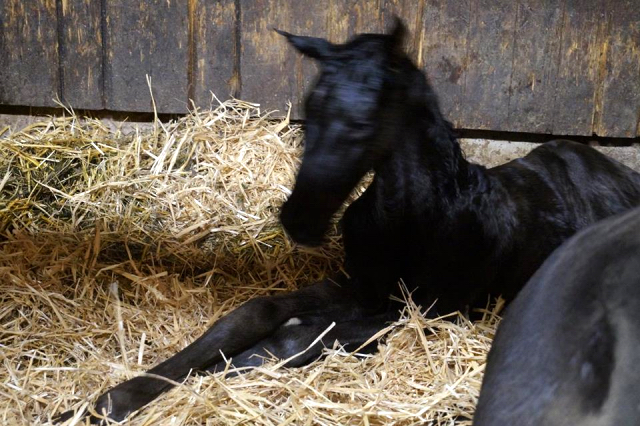Stutfohlen von Saint Cyr u.d. u.d. Mayflower v. Roncalli - Foto Prucker