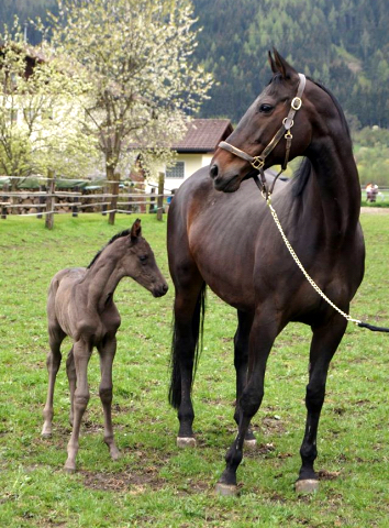 Stutfohlen von Saint Cyr u.d. Mayflower v. Roncalli - Foto Prucker