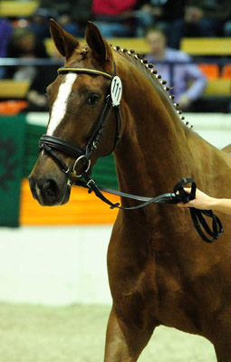 Kavalou v. Shavalou u.d. Elitestute Kalmar v. Exclusiv - Trakehner Gest�t H�melschenburg - Foto: Dr. Peter Richterich
