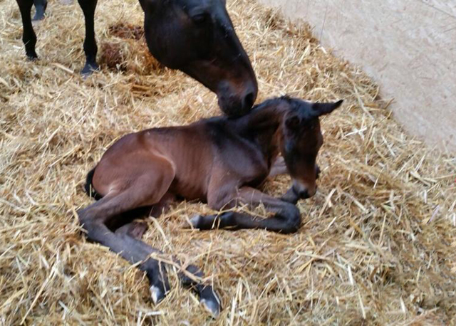 Trakehner Hengstfohlen von Summertime u.d. Halia's Sunlight v. Motley xx , Foto: privat