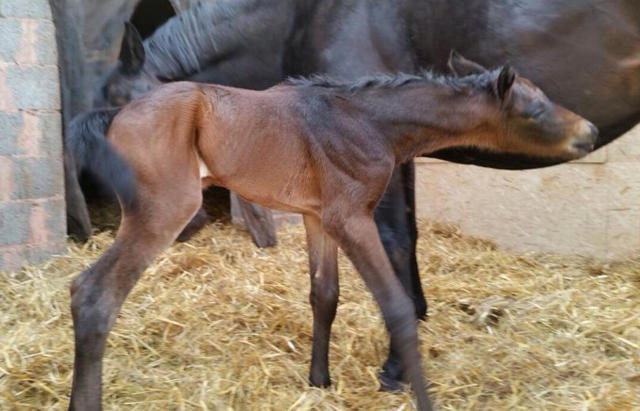 Trakehner Hengstfohlen von Summertime u.d. Halia's Sunlight v. Motley xx , Foto: privat