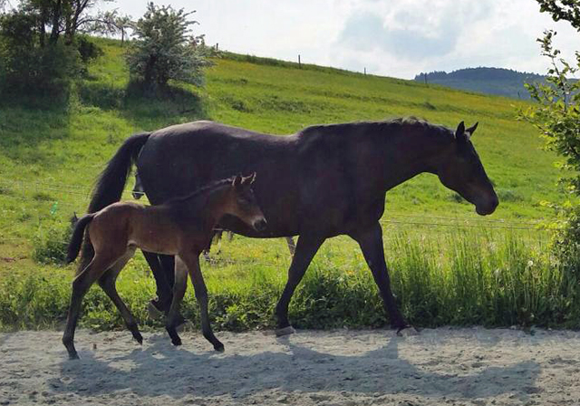 Trakehner Hengstfohlen von Summertime u.d. Halia's Sunlight v. Motley xx , Foto: privat