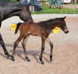 Trakehner Hengstfohlen von Summertime u.d. Halia's Sunlight v. Motley xx , Foto: privat