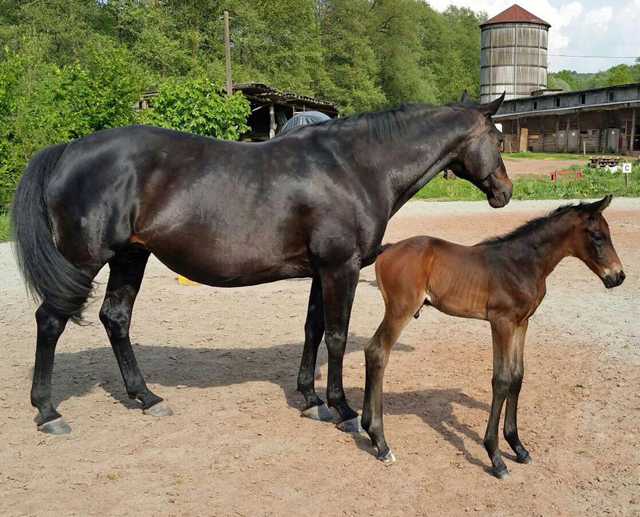 Trakehner Hengstfohlen von Summertime u.d. Halia's Sunlight v. Motley xx , Foto: privat