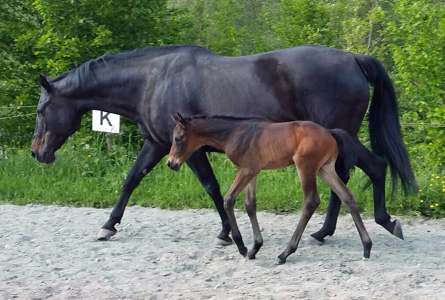 Trakehner Hengstfohlen von Summertime u.d. Halia's Sunlight v. Motley xx , Foto: privat