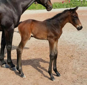 Hengstfohlen von Summertime x Motley xx