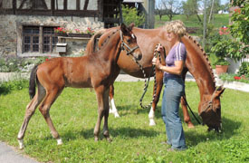 Hengstfohlen von Saint Cyr x Benz - Foto: Peter Schlumpf