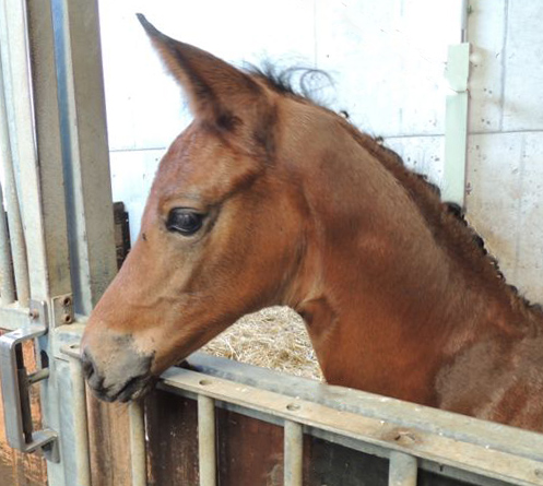 Hengstfohlen von Saint Cyr x Benz, Foto: Peter Schumpf