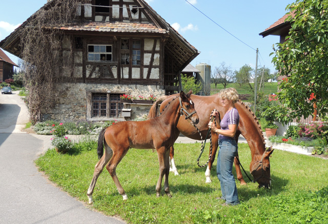 Hengstfohlen von Saint Cyr x Benz, Foto: Peter Schumpf