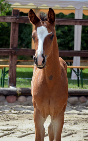 Stutfohlen von Foundation u.d. ESt. Schwalbenfee v. Freudenfest - im Gestt Schplitz 30.05.2018 - Foto: Pia Elter