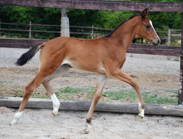 Stutfohlen von Foundation u.d. Schwalbenfee v. Freudenfest - im Gestt Schplitz 30.05.2018 - Foto: Pia Elter