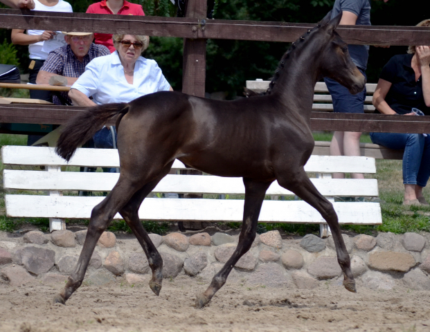 Stutfohlen von His Moment u.d. Pr.u.StPrSt. Katniss Everdeen v. Saint Cyr - Foto: Pia Elter - Trakehner Gestt Hmelschenburg