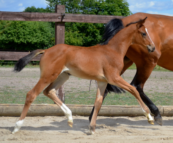 Stutfohlen von Foundation u.d. Schwalbenfee v. Freudenfest - im Gestt Schplitz 30.05.2018 - Foto: Pia Elter