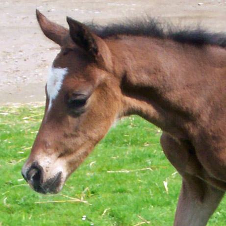 Hengstfohlen von Freudenfest x Opernball