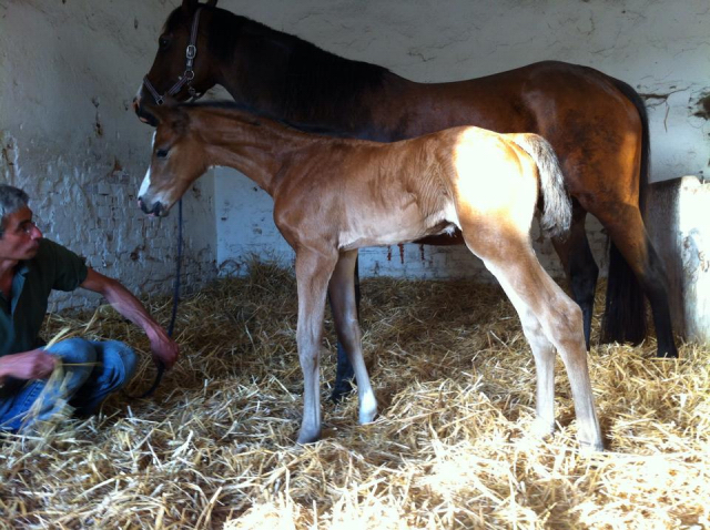 erster Kontakt: Stutfohlen  von Freudenfest u.d. Karalina v. Exclusiv - im Gestt Schplitz - Foto