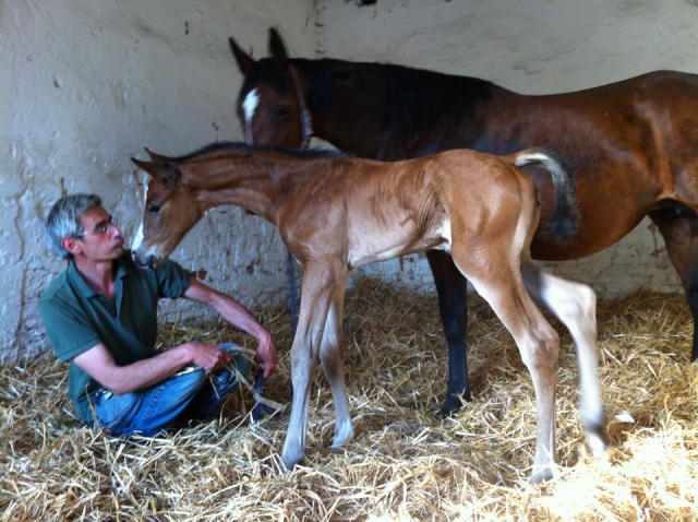 erster Kontakt: Stutfohlen  von Freudenfest u.d. Karalina v. Exclusiv - im Gestt Schplitz - Foto