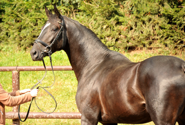 2jhriger Hengst von Ruffian Reef xx x Key West - Foto: Ellen Habert