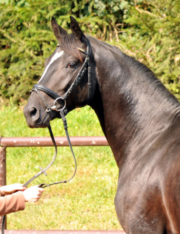 2jhriger Hengst von Ruffian Reef xx x Key West - Foto: Ellen Habert