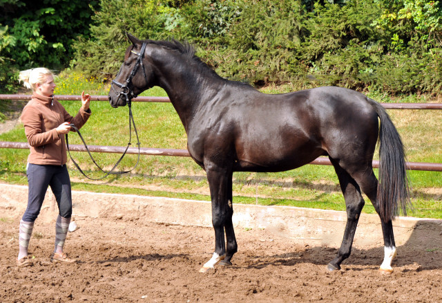 2jhriger Hengst von Ruffian Reef xx x Key West - Foto: Ellen Habert