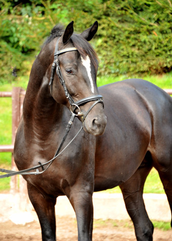Apllo - Trakehner Wallach von Ruffian Reef xx - Key West - im August 2012, Foto Beate Langels