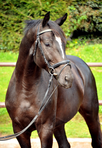 2jhriger Hengst von Ruffian Reef xx x Key West - Foto: Ellen Habert