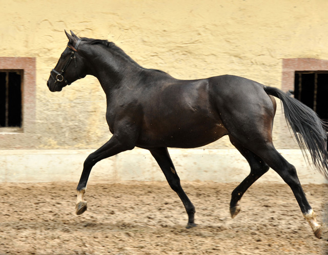 2jhriger Hengst von Ruffian Reef xx x Key West - Foto: Ellen Habert