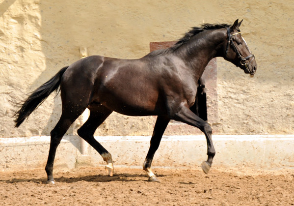 2jhriger Hengst von Ruffian Reef xx x Key West - Foto: Ellen Habert