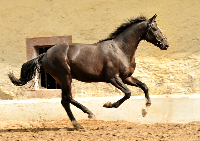 2jhriger Hengst von Ruffian Reef xx x Key West - Foto: Ellen Habert
