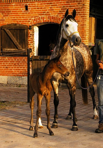 Trakehner Stutfohlen von Exclusiv u.d. Teatime v. Summertime - Foto: Richard Langels - Trakehner Gestt Hmelschenburg