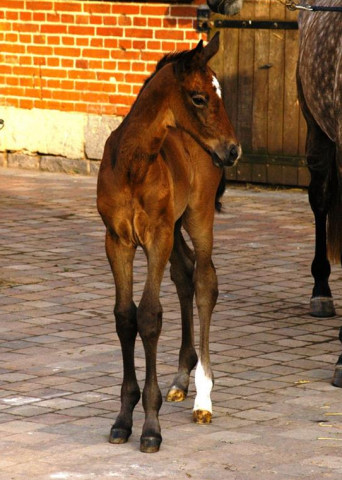 Trakehner Stutfohlen von Exclusiv u.d. Teatime v. Summertime - Foto: Richard Langels - Trakehner Gestt Hmelschenburg