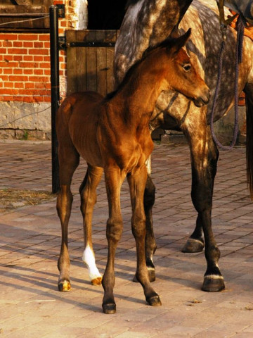 Trakehner Stutfohlen von Exclusiv u.d. Teatime v. Summertime - Foto: Richard Langels - Trakehner Gestt Hmelschenburg