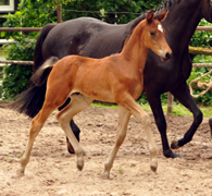 Hengstfohlen von High Motion x Krokant - Foto: Beate Langels