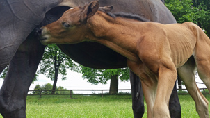 Stutfohlen von High Motion u.d. StPrSt. Talussen v. Sapros, 
Foto: Renate Dierks