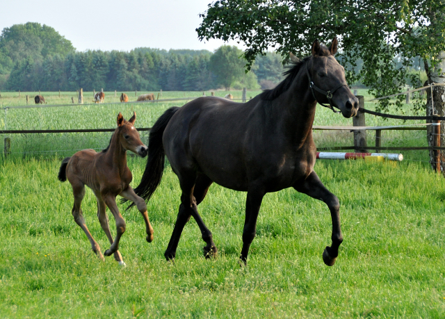 Stutfohlen von High Motion u.d. Talussen v. Sapros - Foto: Renate Dierks