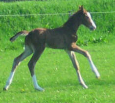 5 Tage alt: Hengstfohlen von Shavalou u.d. Rispe v. Bartholdy, Foto: Hauke Jäger