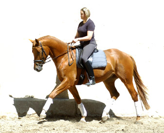 3jhriger Trakehner Wallach Rivergold von Freudenfest u.d. Rubina v. Tycoon - Trakehner Gestt Hmelschenburg - Beate Langels