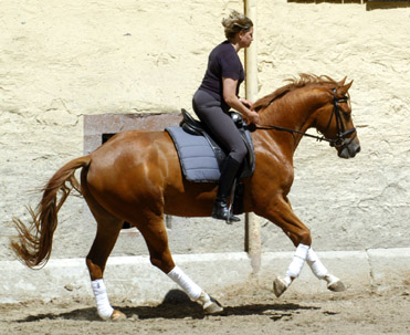 3jhriger Trakehner Wallach Rivergold von Freudenfest u.d. Rubina v. Tycoon - Trakehner Gestt Hmelschenburg - Beate Langels