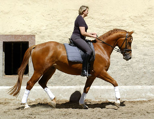 3jhriger Trakehner Wallach Rivergold von Freudenfest u.d. Rubina v. Tycoon - Trakehner Gestt Hmelschenburg - Beate Langels