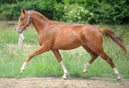 2j�hriger Trakehner Hengst von Freudenfest u.d. Rubina v. Tycoon