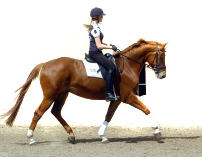 4jhriger Trakehner Wallach Rivergold von Freudenfest u.d. Rubina v. Tycoon - Trakehner Gestt Hmelschenburg - Beate Langels