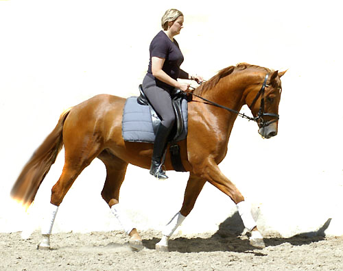 3jhriger Trakehner Wallach Rivergold von Freudenfest u.d. Rubina v. Tycoon - Trakehner Gestt Hmelschenburg - Beate Langels