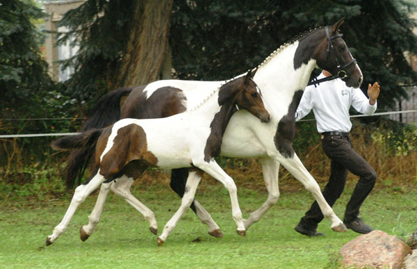 Stutfohlen von Summertime - Indian Boy, Foto: Richard Langels