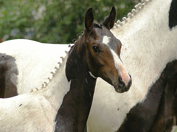 Stutfohlen von Summertime - Indian Boy, Foto: Richard Langels