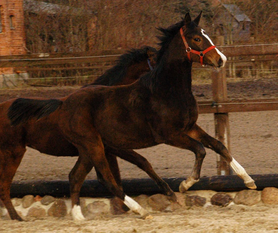 Jhrlingsstute v. Saint Cyr u.d. Pr.St. Grace Note v. Alter Fritz - Gestt Schplitz - Foto: Richard Langels
