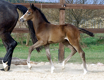 Trakehner Colt by Saint Cyr out of Teatime by Summertime, Foto: Richard Langels