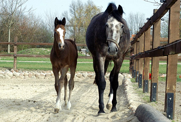 Trakehner Colt by Saint Cyr out of Teatime by Summertime, Foto: Richard Langels